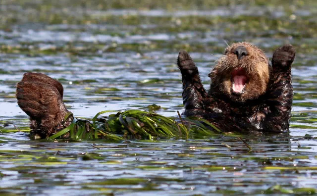 The hidden humor of nature - #8 