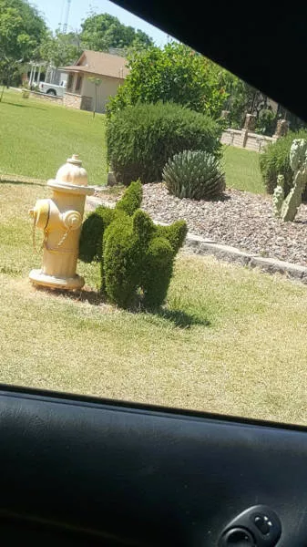 The weirdest pictures - #30 
