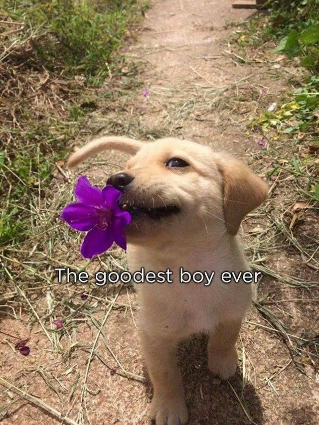 Animaux qui offrent des cadeaux a leurs maitres - #1 