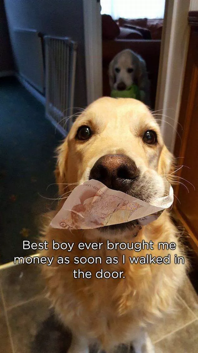 Animaux qui offrent des cadeaux a leurs maitres - #10 