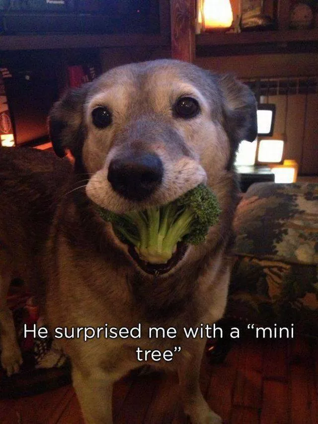 Animaux qui offrent des cadeaux a leurs maitres - #11 