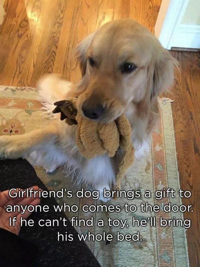 Pets who give gifts to their owners - #12 