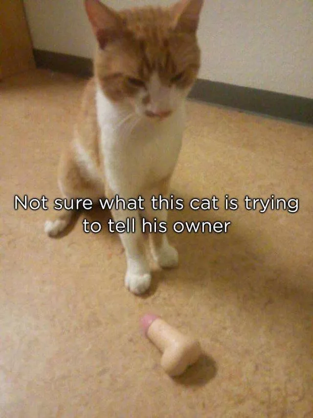 Pets who give gifts to their owners - #13 