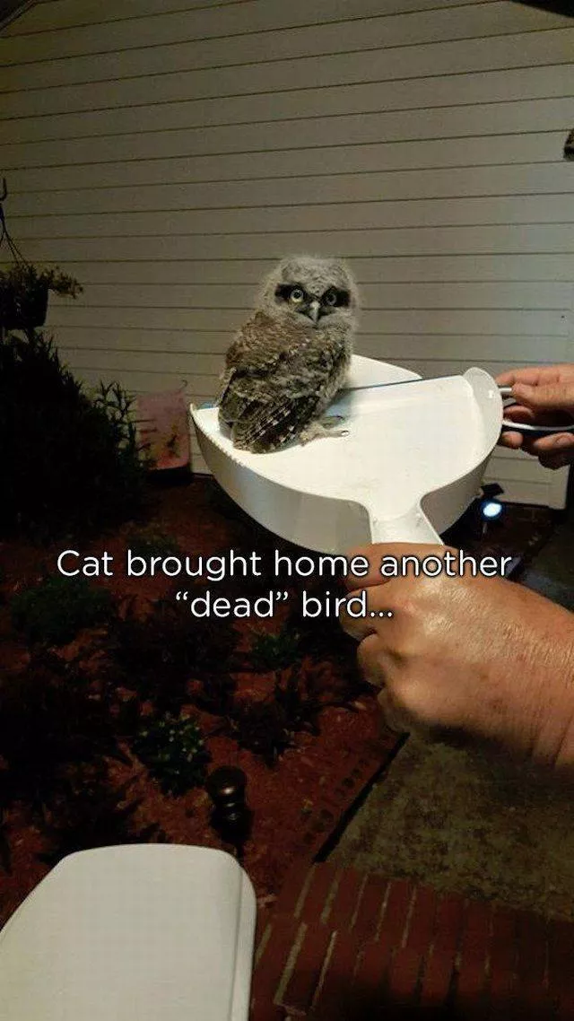 Pets who give gifts to their owners - #14 