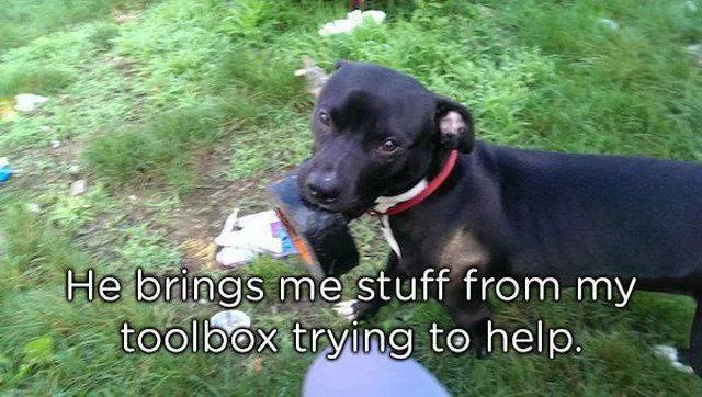 Pets who give gifts to their owners - #15 