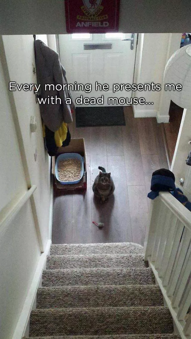 Pets who give gifts to their owners - #16 