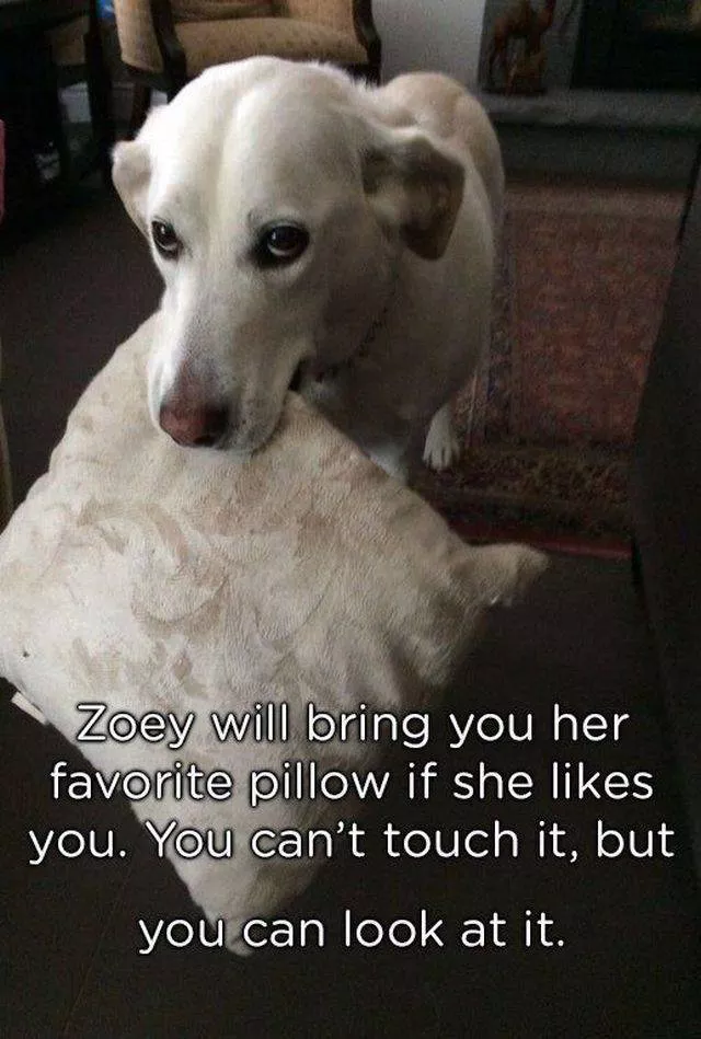 Pets who give gifts to their owners - #17 