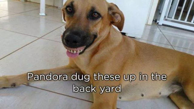 Pets who give gifts to their owners - #18 