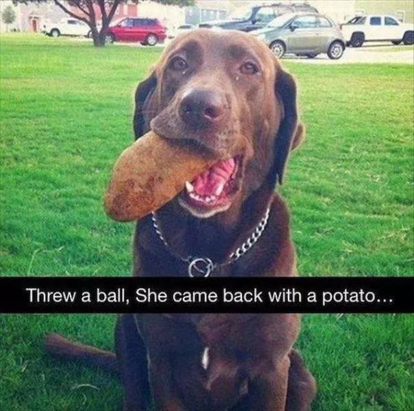 Pets who give gifts to their owners - #19 