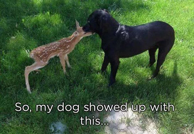 Pets who give gifts to their owners - #2 