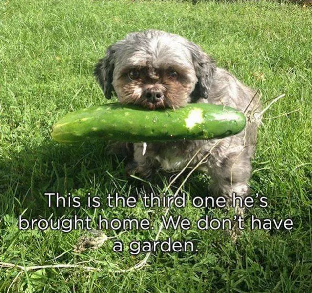 Pets who give gifts to their owners - #20 