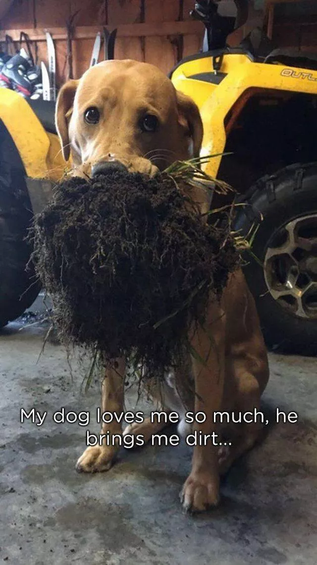 Pets who give gifts to their owners - #23 