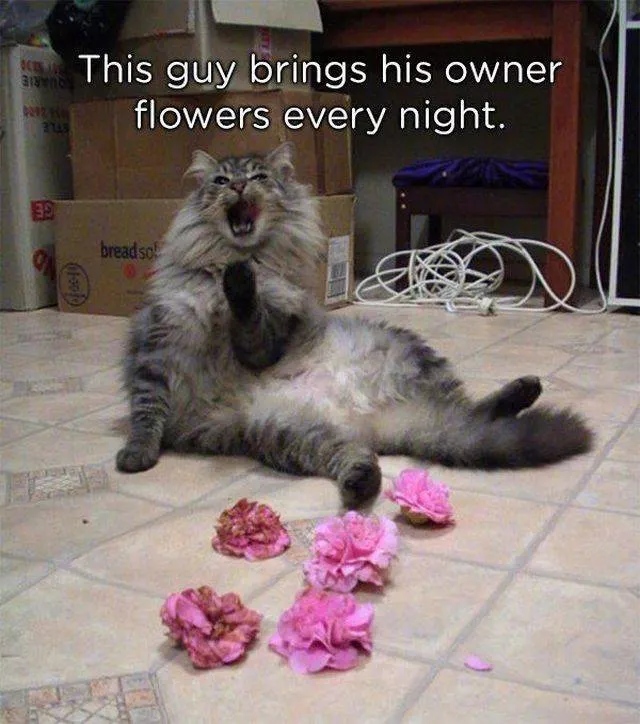 Animaux qui offrent des cadeaux a leurs maitres - #24 
