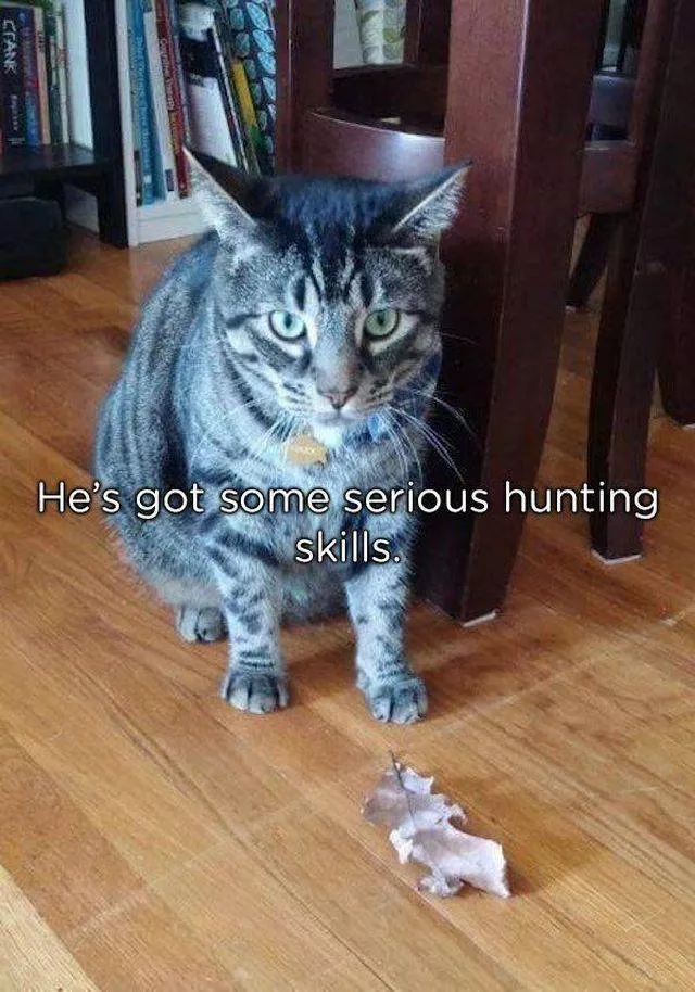 Animaux qui offrent des cadeaux a leurs maitres - #25 