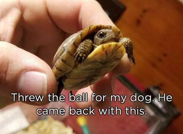Pets who give gifts to their owners - #26 