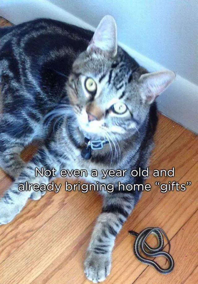 Pets who give gifts to their owners - #3 