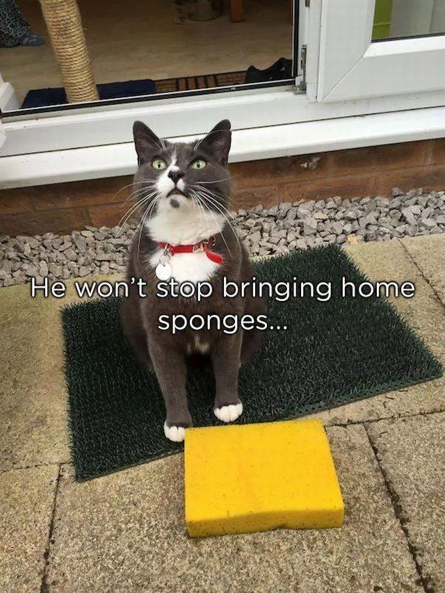Pets who give gifts to their owners - #4 