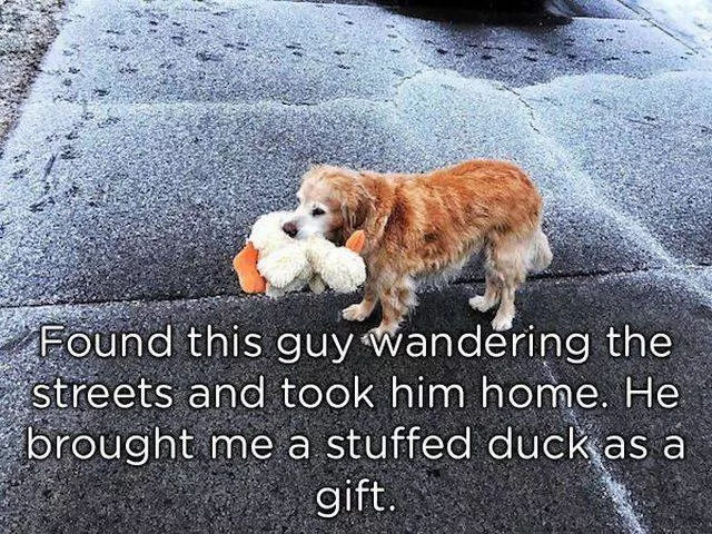 Animaux qui offrent des cadeaux a leurs maitres - #6 