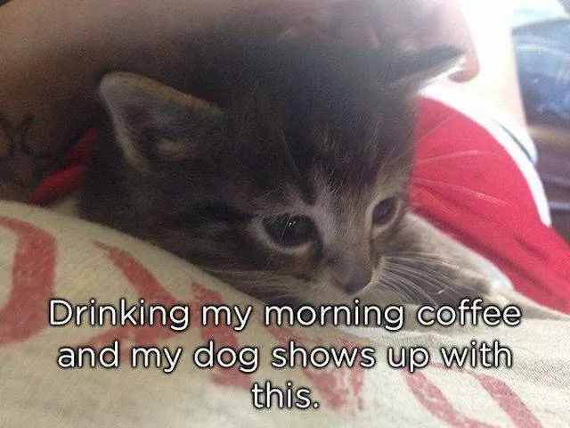 Pets who give gifts to their owners - #7 