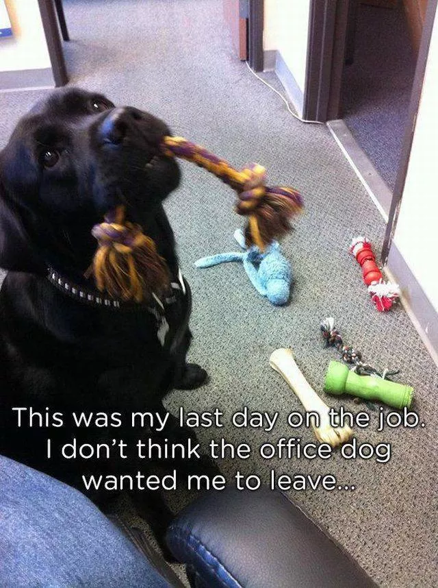 Pets who give gifts to their owners - #8 