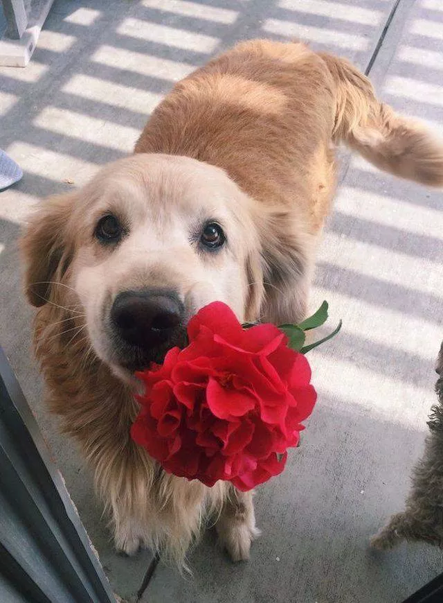 Pets who give gifts to their owners