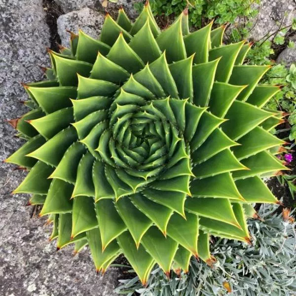 For lovers of symmetry and perfection - #28 