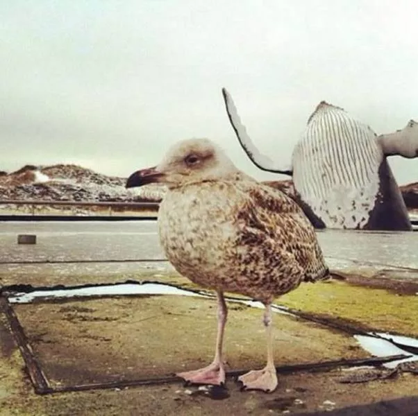 Photobomb - #13 