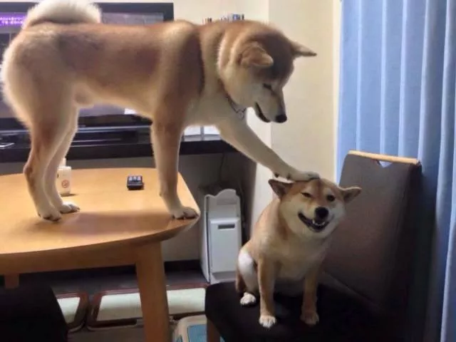 Funny animals you cant stop laughing - #1 