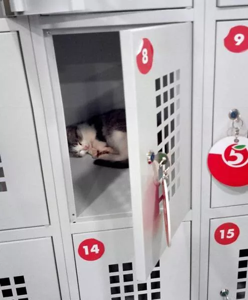 Animaux droles vous ne pouvez pas arreter de rire - #12 