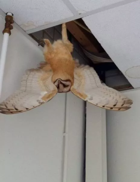 Funny animals you cant stop laughing - #13 
