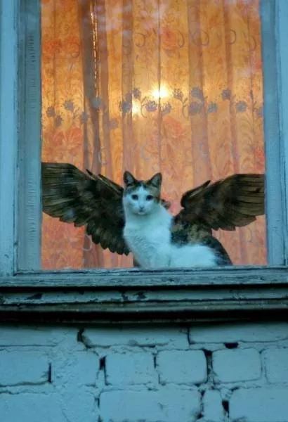Funny animals you cant stop laughing - #15 