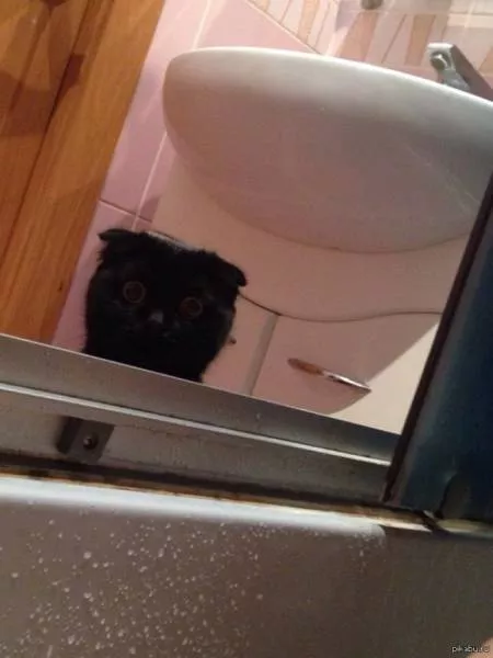 Funny animals you cant stop laughing - #16 