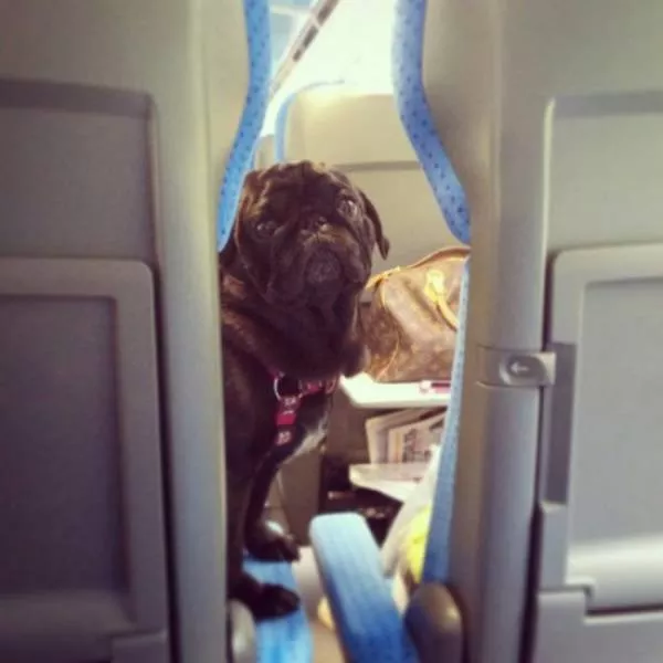 Funny animals you cant stop laughing - #17 