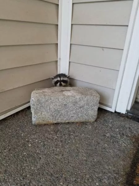 Funny animals you cant stop laughing - #19 