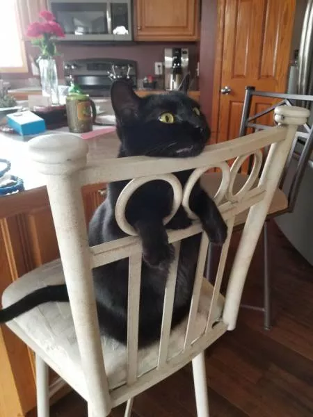 Animaux droles vous ne pouvez pas arreter de rire - #2 