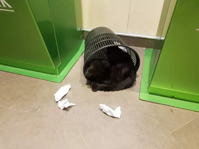 Funny animals you cant stop laughing - #20 