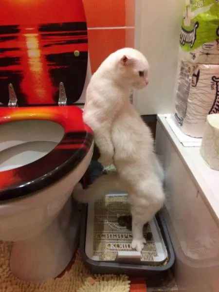 Funny animals you cant stop laughing