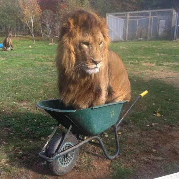 Funny animals you cant stop laughing - #22 