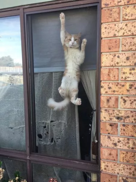 Funny animals you cant stop laughing - #23 