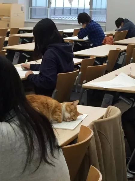 Funny animals you cant stop laughing - #25 