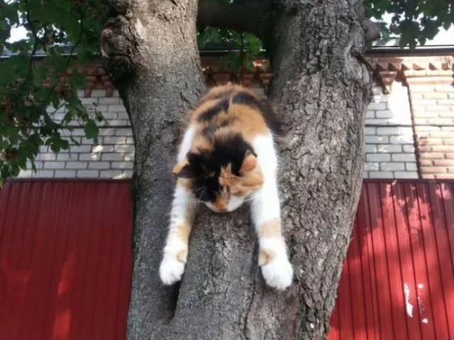 Funny animals you cant stop laughing - #26 