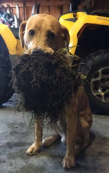 Funny animals you cant stop laughing - #27 