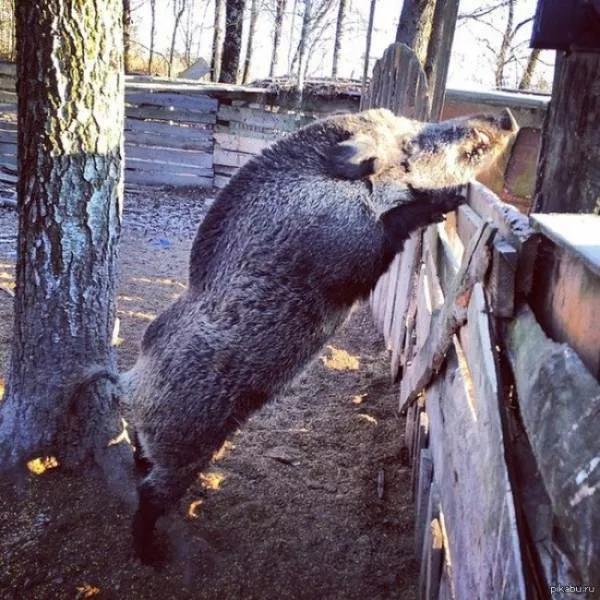 Funny animals you cant stop laughing - #6 