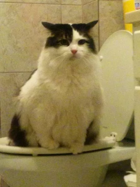 Funny animals you cant stop laughing - #7 