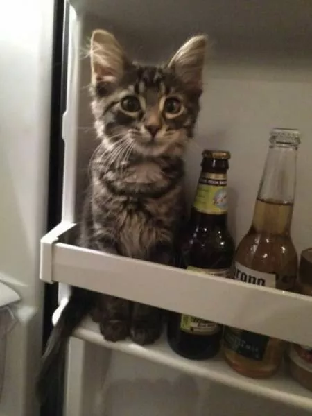 Funny animals you cant stop laughing - #8 