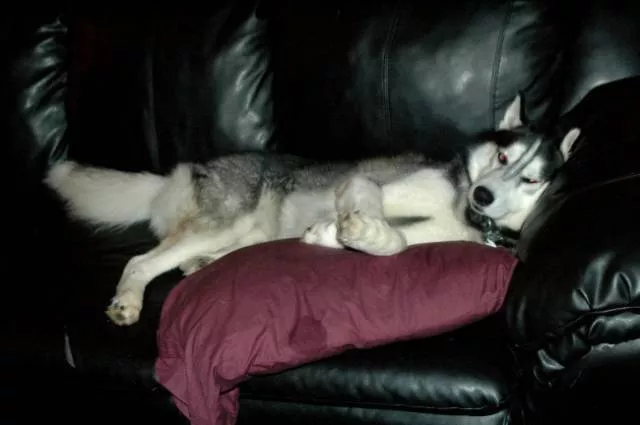 Funny animals you cant stop laughing - #9 