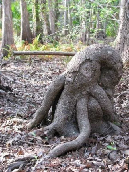 Look twice pictures - #15 