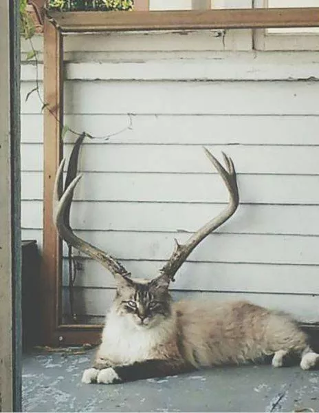 Look twice pictures - #9 
