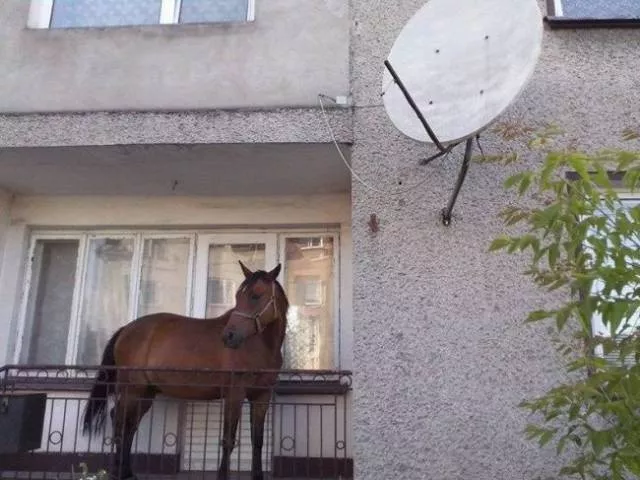 The weirdest pictures in the world - #16 