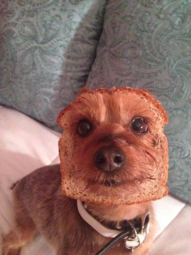 The weirdest pictures in the world - #45 